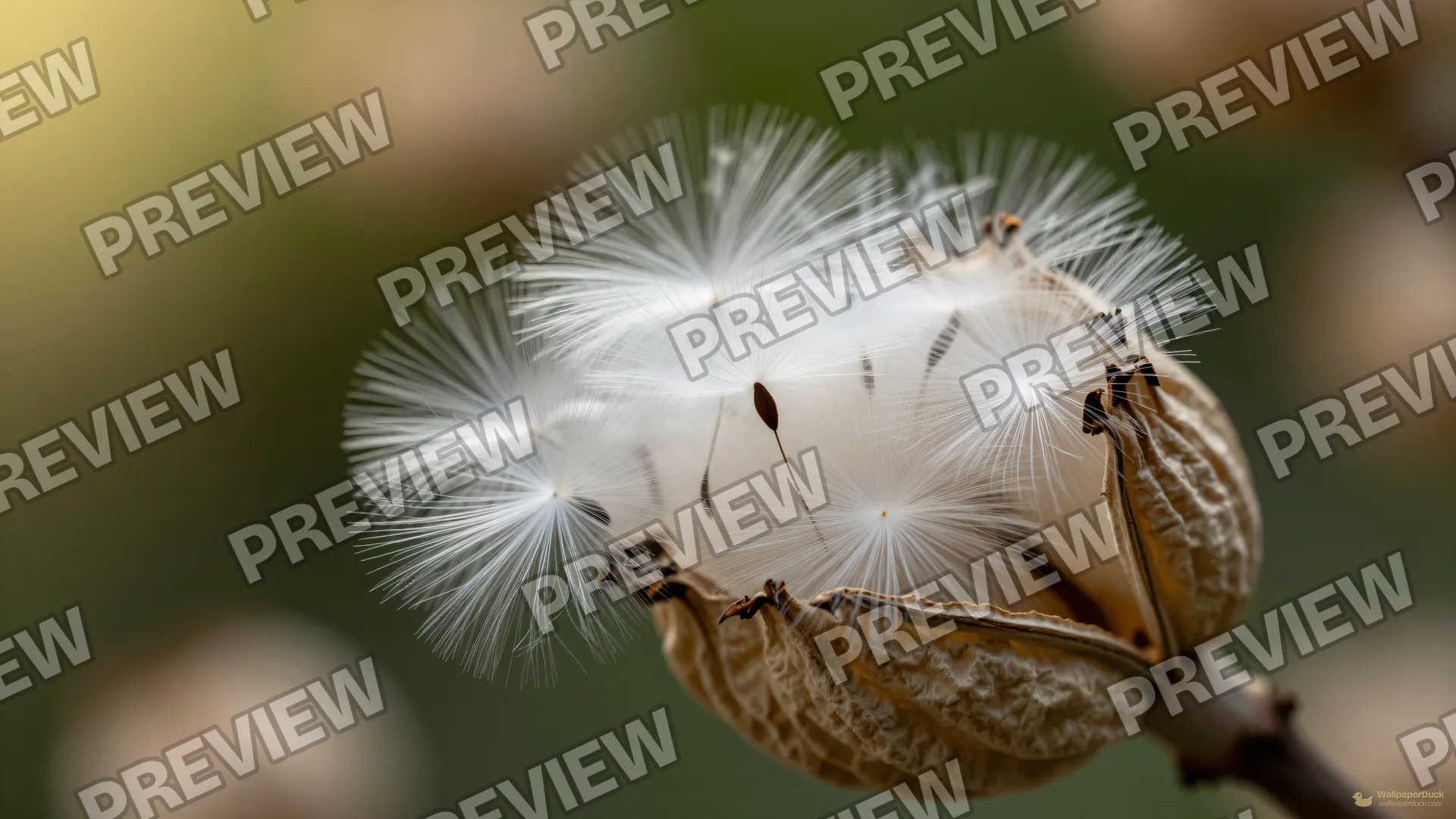 Milkweed Pod Seeds — Botanical macro 4K wallpaper