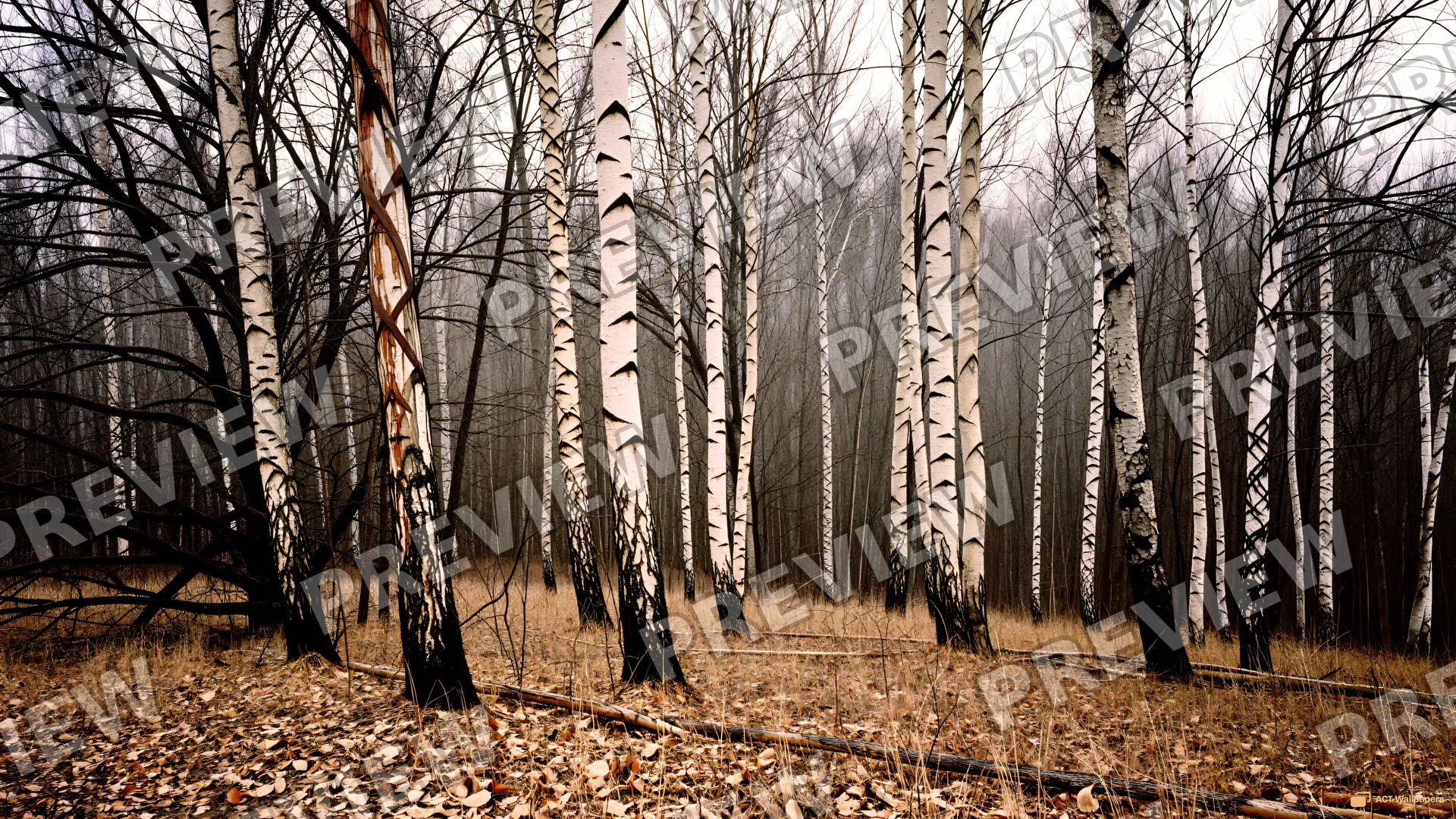 Skeletal Forest Canopy — Dry forest 4K wallpaper