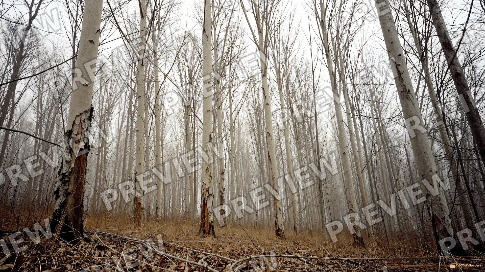 Skeletal Winter Canopy — Dry forest 4K wallpaper