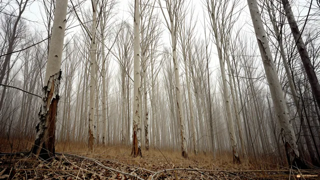 Skeletal Winter Canopy — Dry forest 4K wallpaper