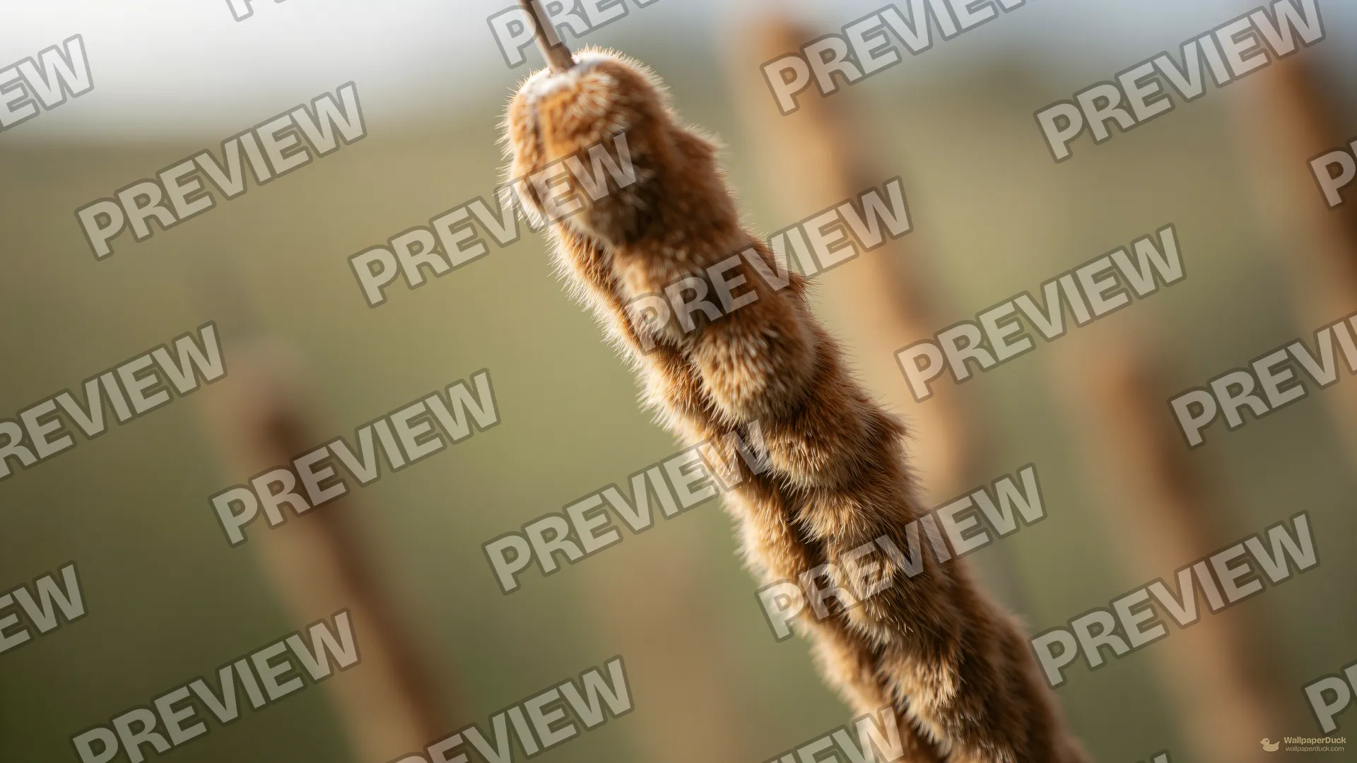 Cattail Brush Texture — Botanical macro 4K wallpaper