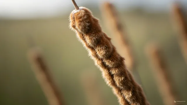 Cattail Brush Texture — Botanical macro 4K wallpaper