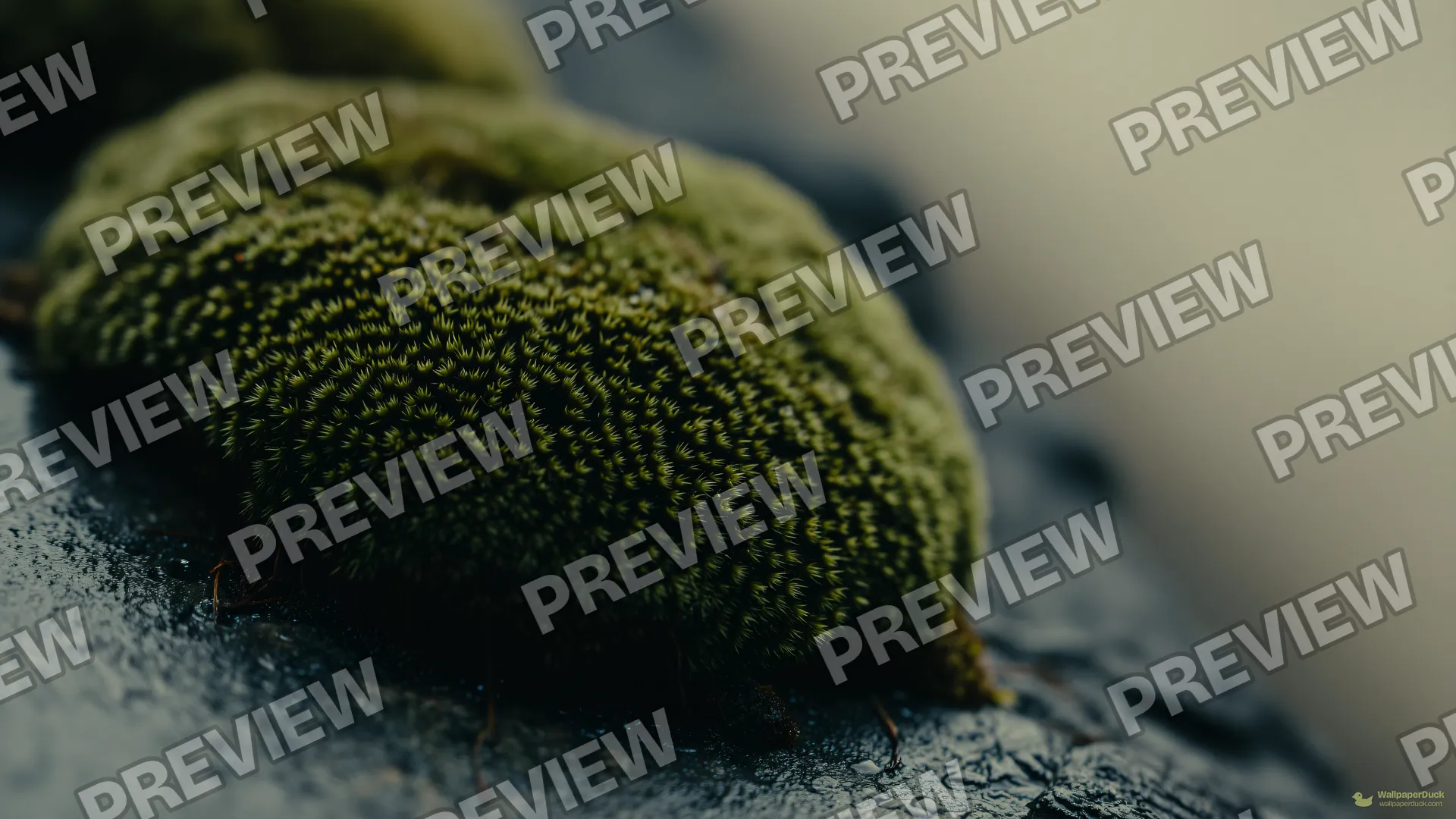 Moss on Granite Macro — Botanical macro 4K wallpaper