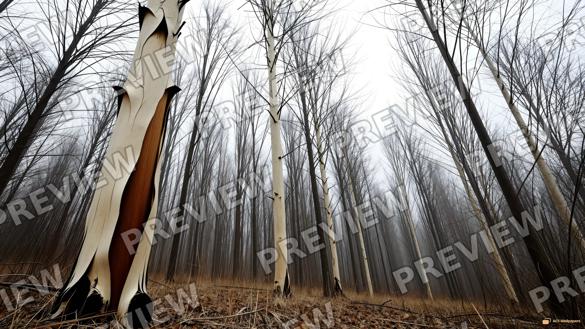 Skeletal Winter Canopy — Dry forest 4K wallpaper