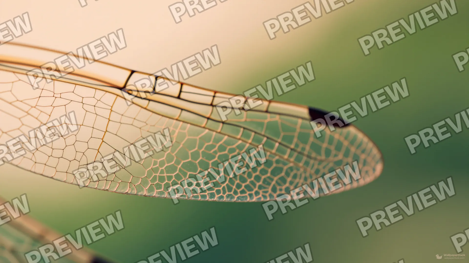 Dragonfly Wing Macro — Botanical macro 4K wallpaper