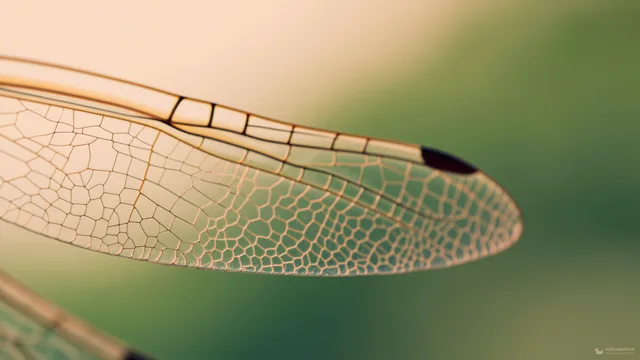 Dragonfly Wing Macro — Botanical macro 4K wallpaper