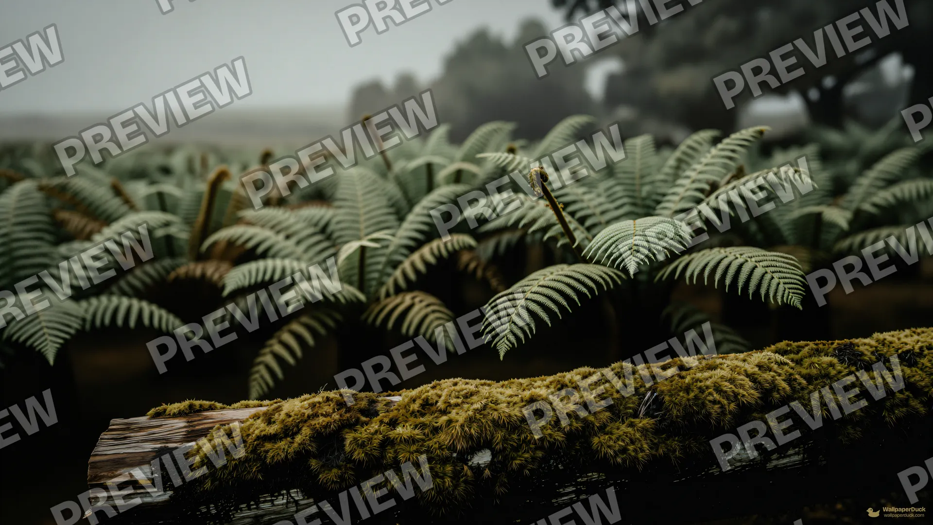 Fern Gully Silence — Sage atmosphere 4K wallpaper