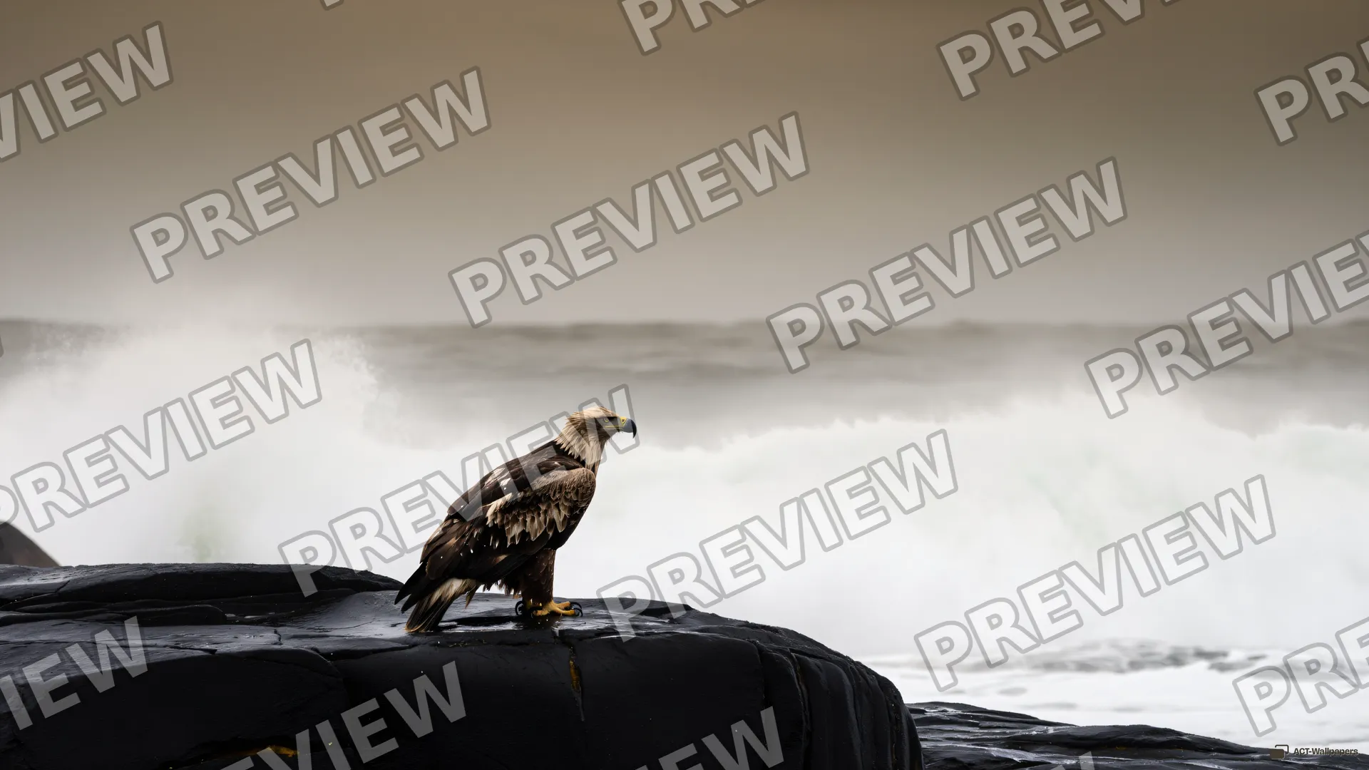 Basalt Perch in Spray — Sea eagle on the shore 4K wallpaper