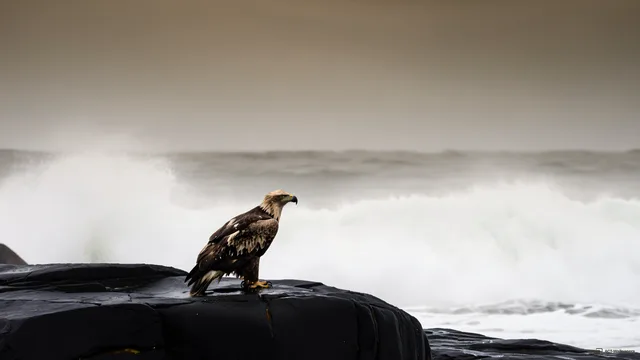 Basalt Perch in Spray — Sea eagle on the shore 4K wallpaper