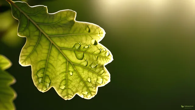 Oak Leaf Dew Macro — Botanical macro 4K wallpaper