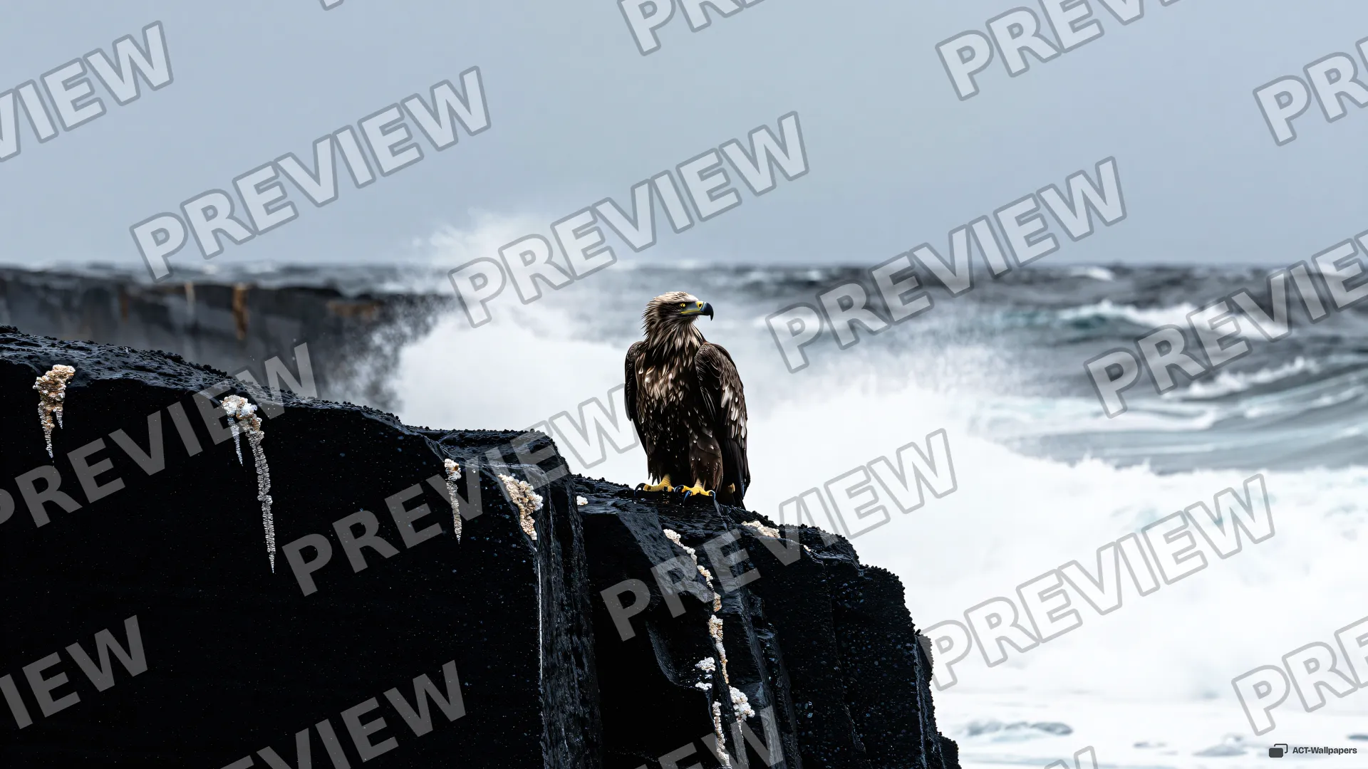 Basalt Edge and Spray — Sea eagle on the shore 4K wallpaper