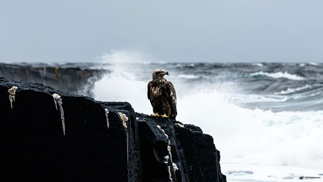 Basalt Edge and Spray — Sea eagle on the shore 4K wallpaper