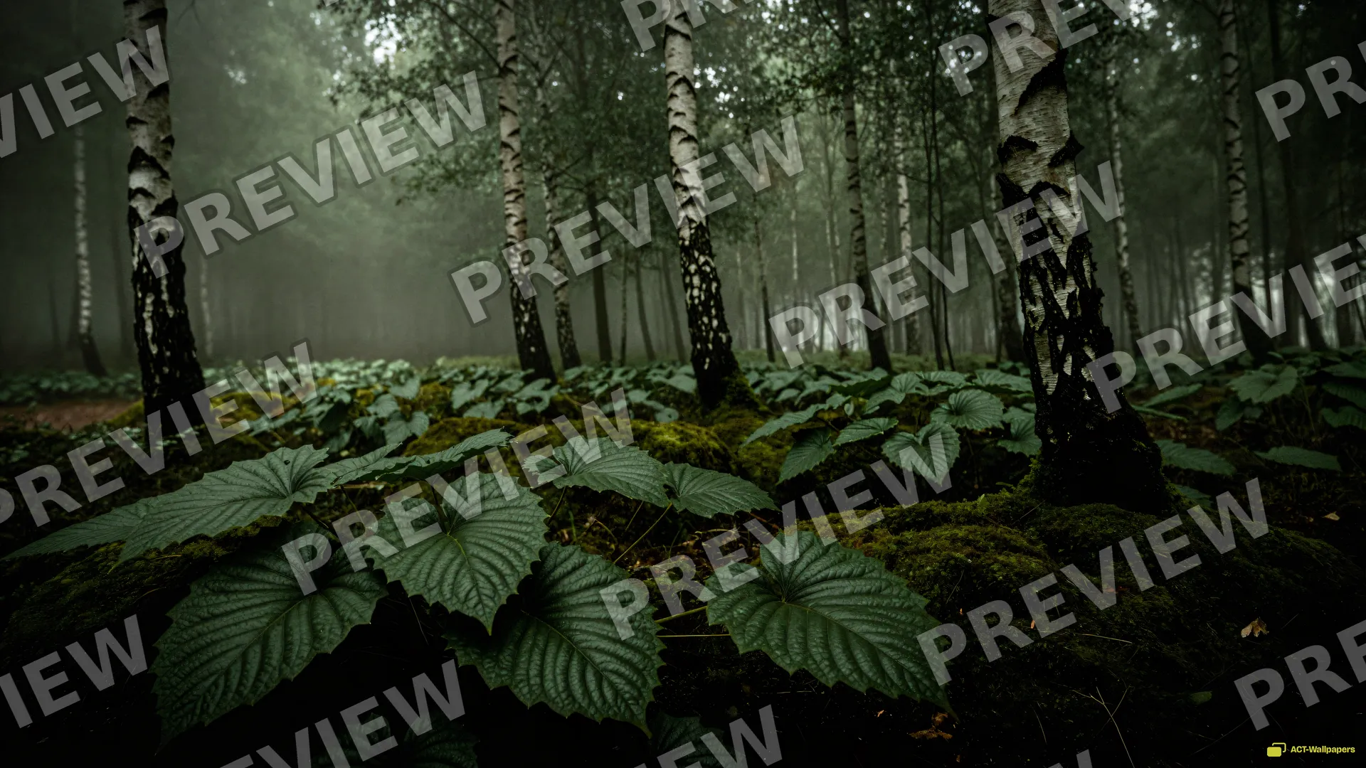 Sage Forest Understory — Sage atmosphere 4K wallpaper