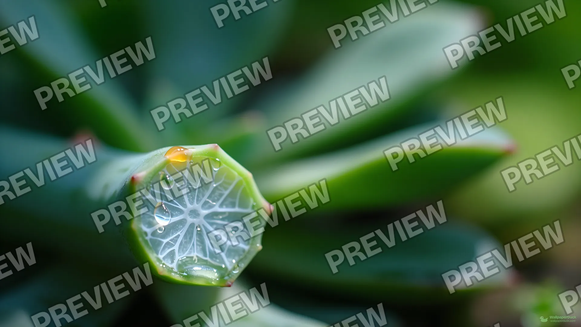 Succulent Stem Cross-Section — Botanical macro 4K wallpaper