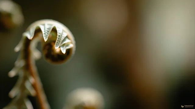 Unfurled Fern Frond Macro — Botanical macro 4K wallpaper
