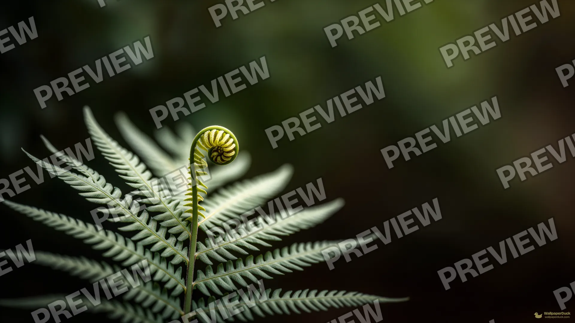 Fern Frond Spiral — Botanical macro 4K wallpaper