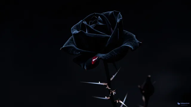 Void Thorn Rose — Seasonal palette 4K wallpaper