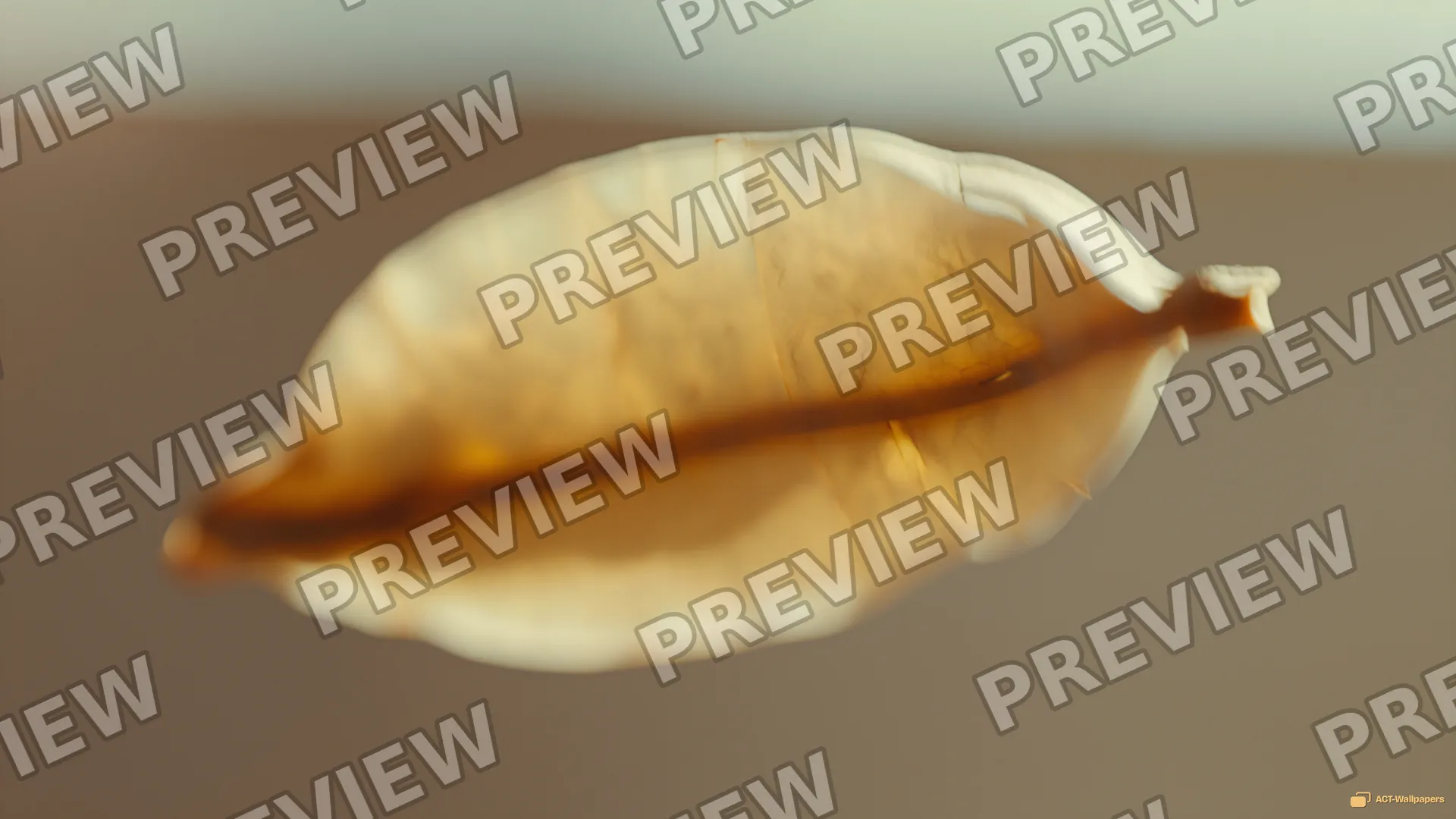 Translucent Dried Seed Pod — Dried botanicals 4K wallpaper
