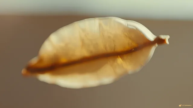 Translucent Dried Seed Pod — Dried botanicals 4K wallpaper