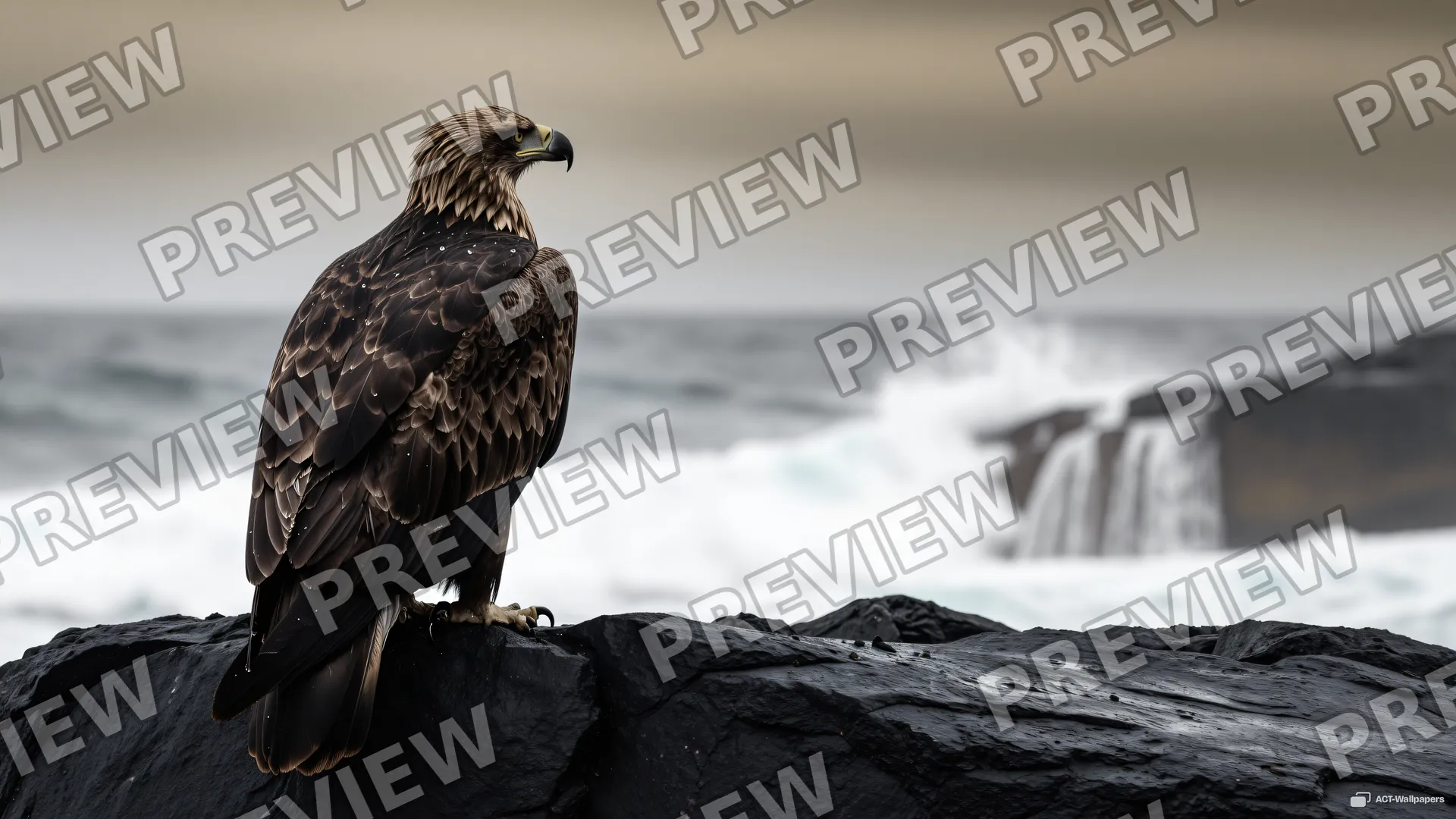 Rear View Coastal Perch — Sea eagle on the shore 4K wallpaper
