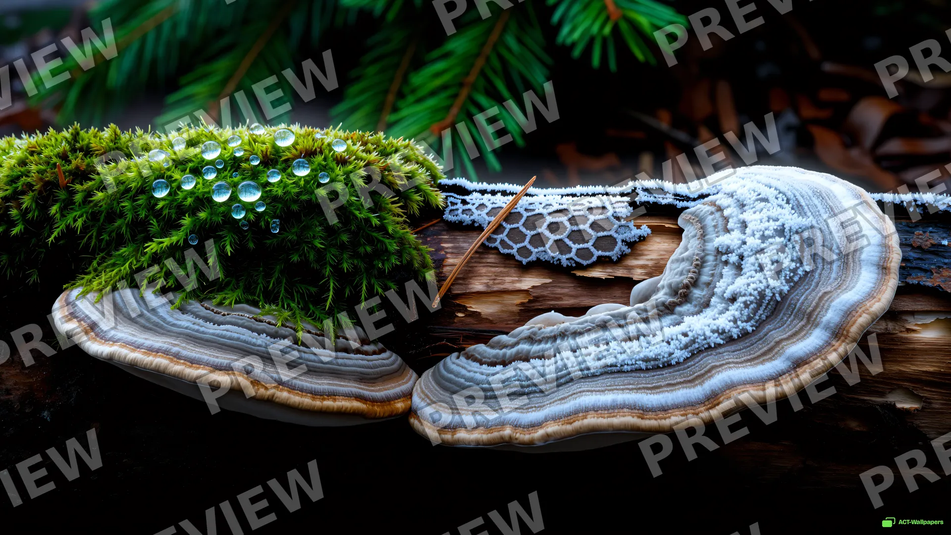 Split Season Fungus — Split-season sports 4K wallpaper