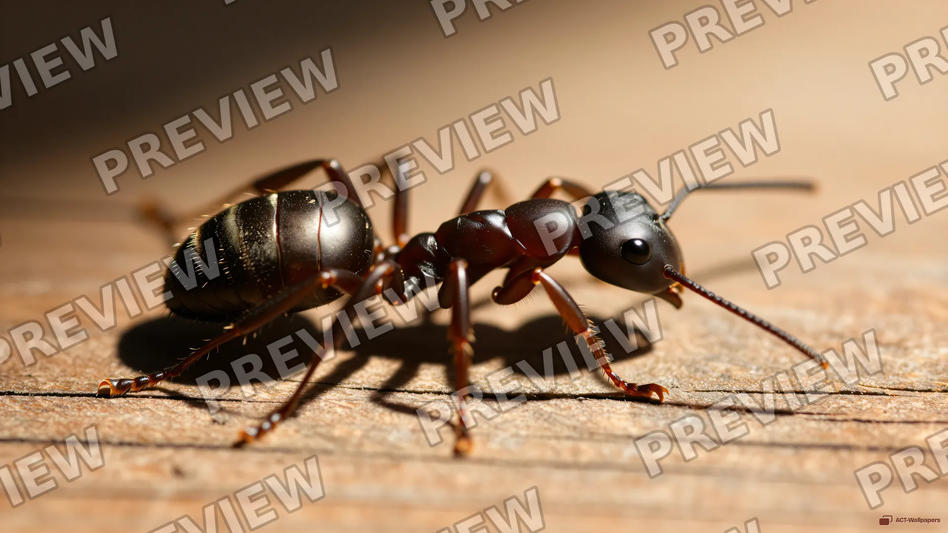 Giant Ant Wood Macro — Giant ant surface 4K wallpaper