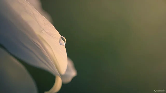 Lily Petal Translucence — Botanical macro 4K wallpaper