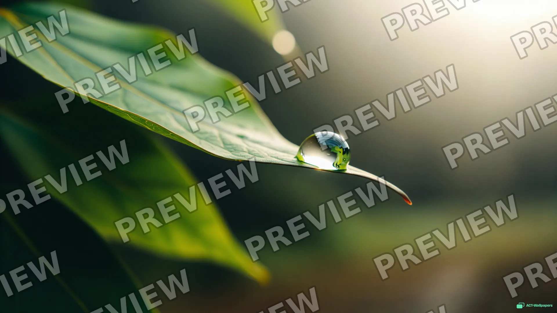 Dawn Dew Leaf Macro — Botanical macro 4K wallpaper