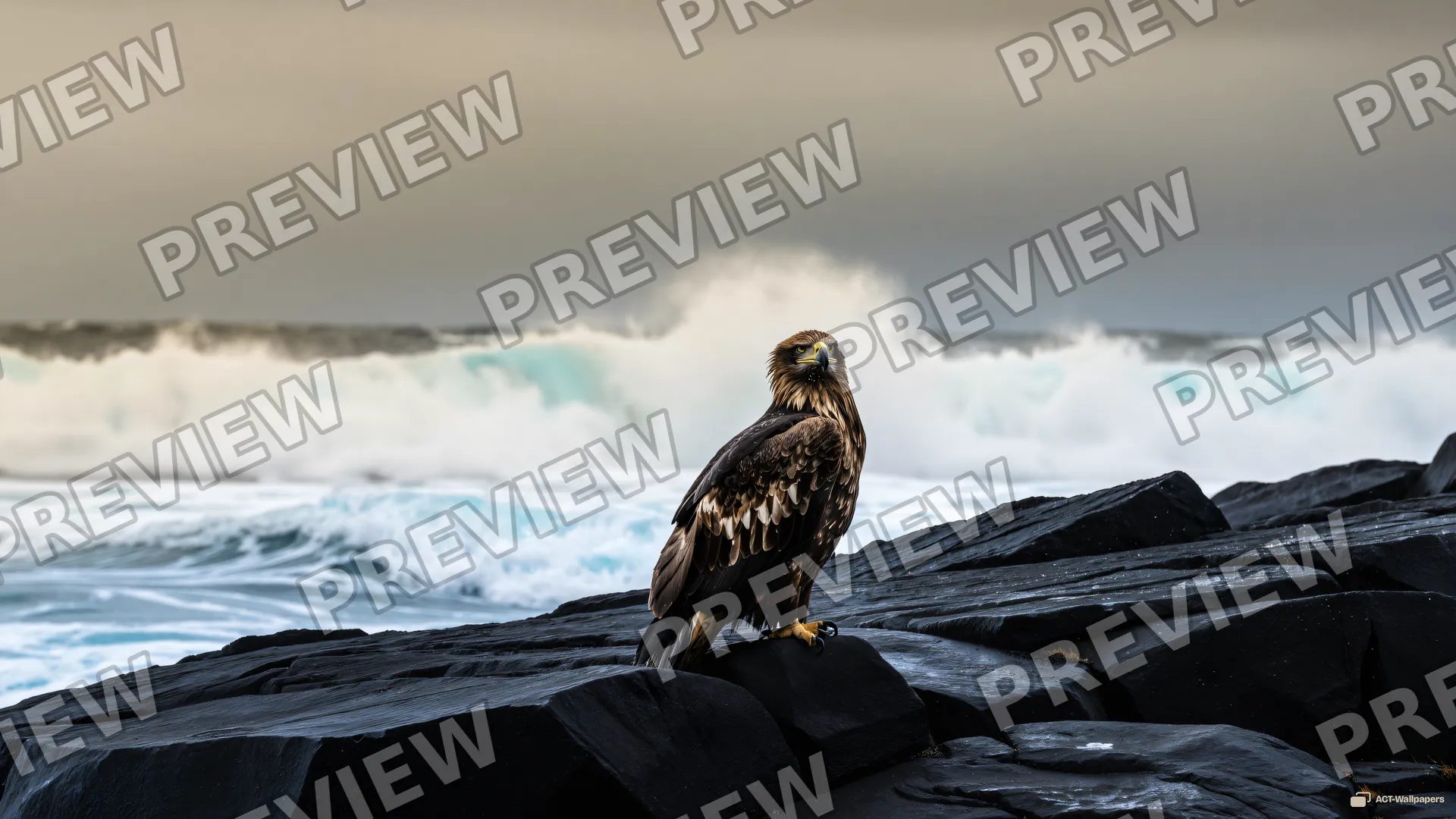 Eagle on Basalt — Sea eagle on the shore 4K wallpaper