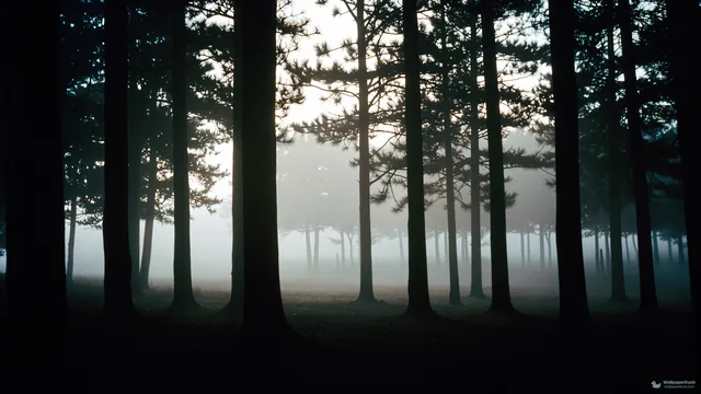 Twisted Pine Mist — Layered silhouettes 4K wallpaper