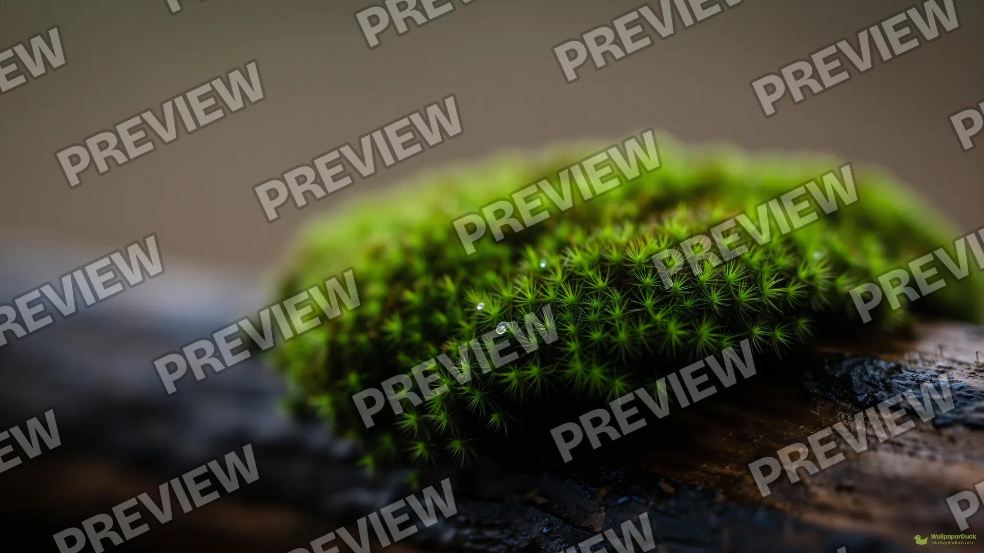 Moss Texture Macro — Botanical macro 4K wallpaper