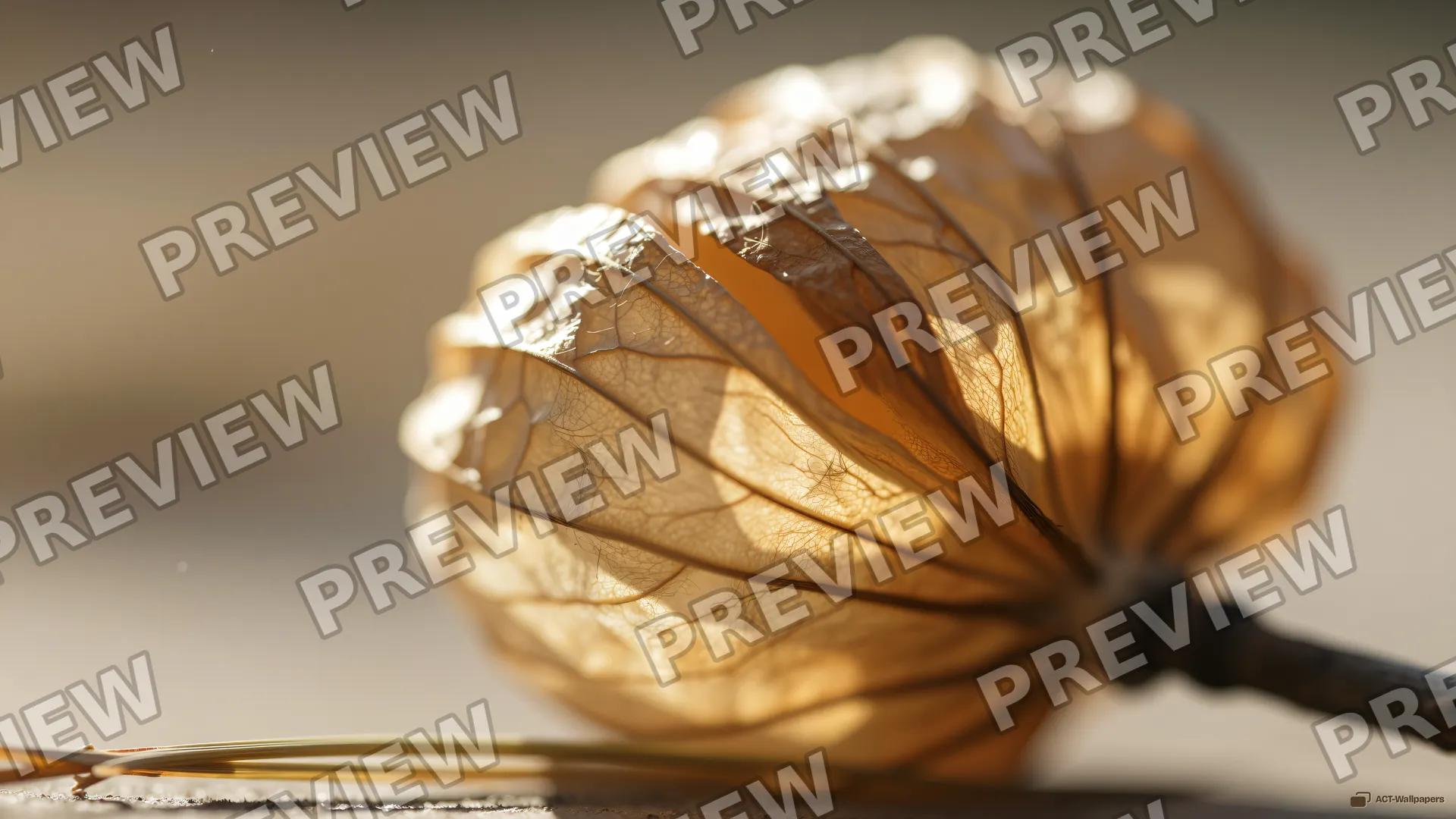 Poppy Pod Backlight — Dried botanicals 4K wallpaper