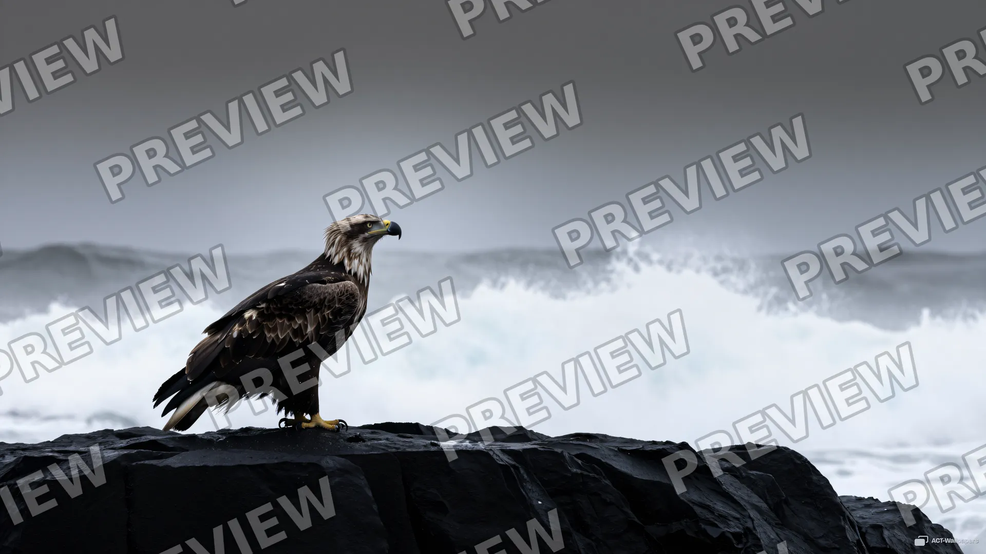 Eagle on the Basalt Edge — Sea eagle on the shore 4K wallpaper