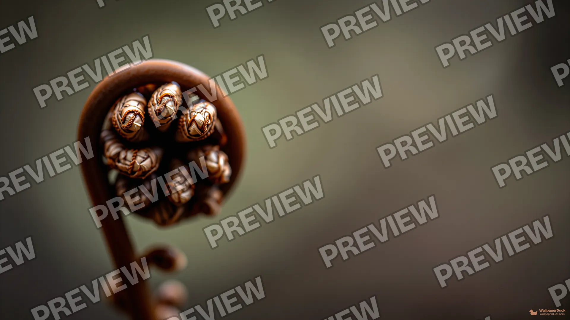 Fern Sporangium Macro — Botanical macro 4K wallpaper