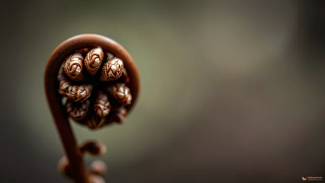 Fern Sporangium Macro — Botanical macro 4K wallpaper