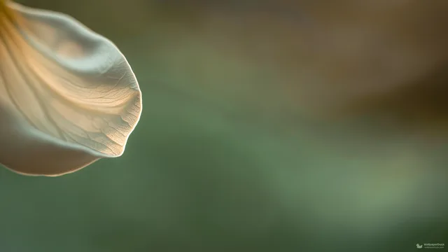 Translucent Petal Edge — Botanical macro 4K wallpaper