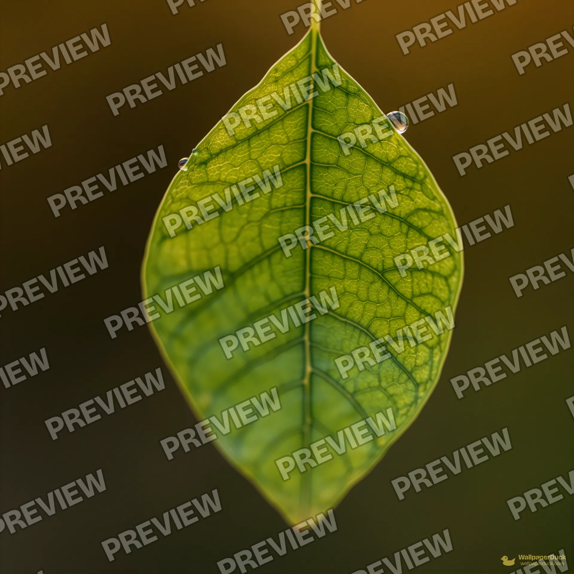 Translucent Leaf Veins — Botanical macro 4K wallpaper