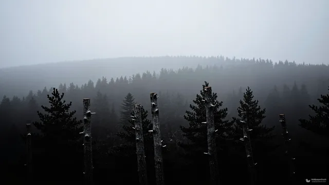 Skeletal Pine Depths — Layered silhouettes 4K wallpaper