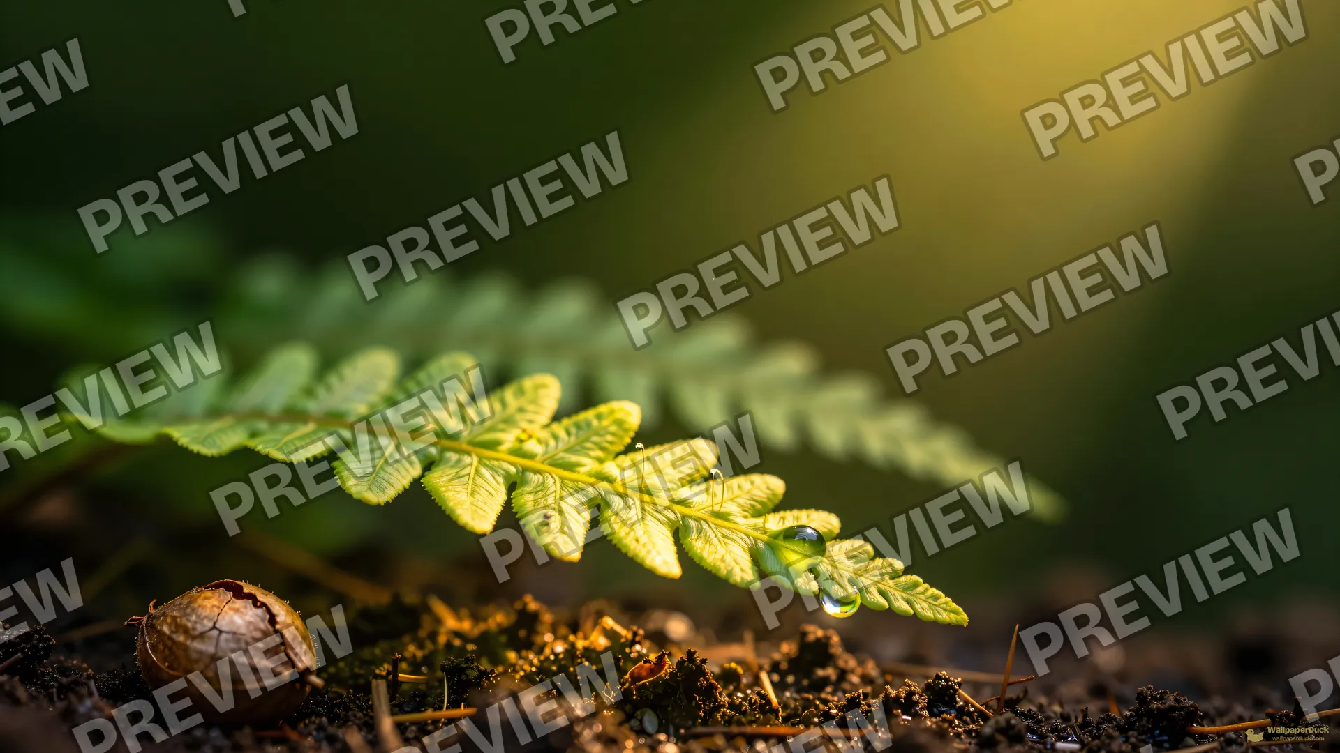 Translucent Fern Frond — Botanical macro 4K wallpaper