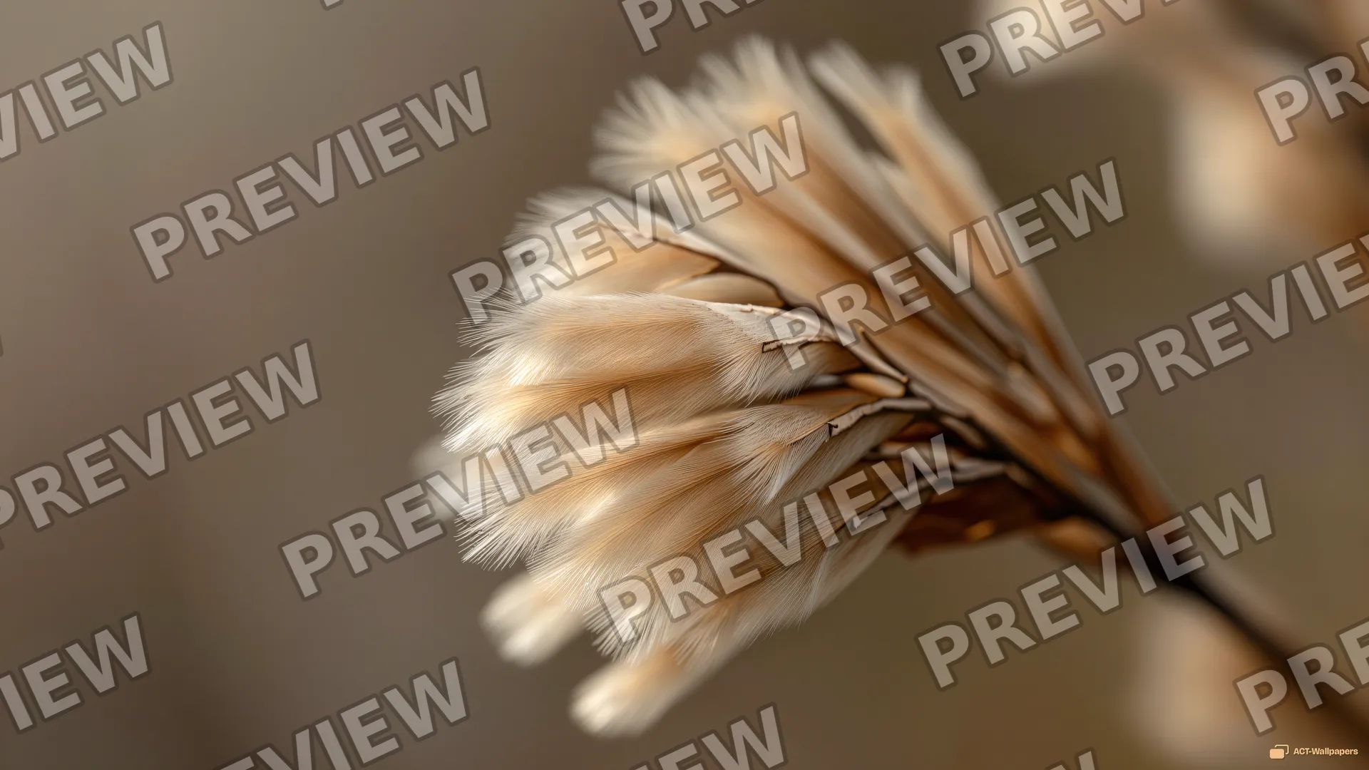 Dried Grass Seed Heads — Dried botanicals 4K wallpaper