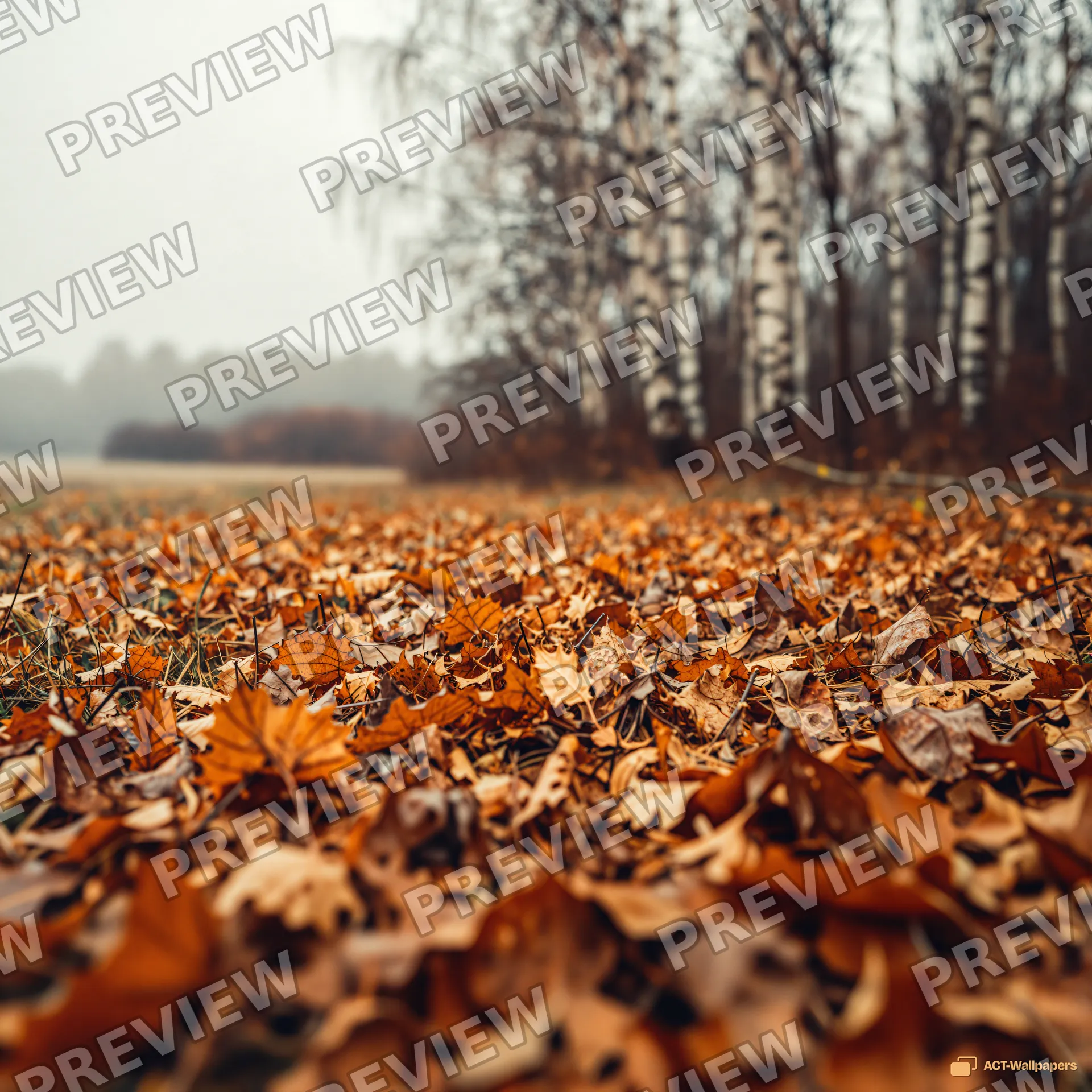 Autumn Understory Palette — Seasonal palette 4K wallpaper