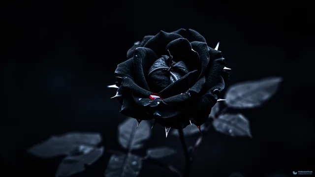 Black Thorn Decay — Seasonal palette 4K wallpaper
