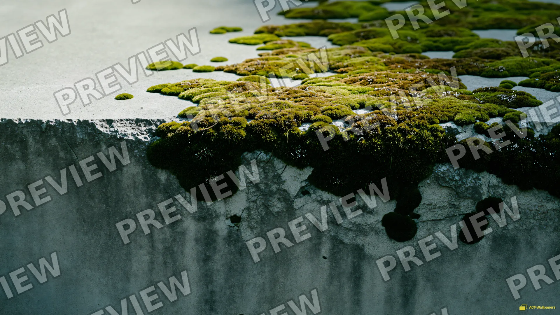 Concrete Moss Macro — Rustic concrete texture 4K wallpaper