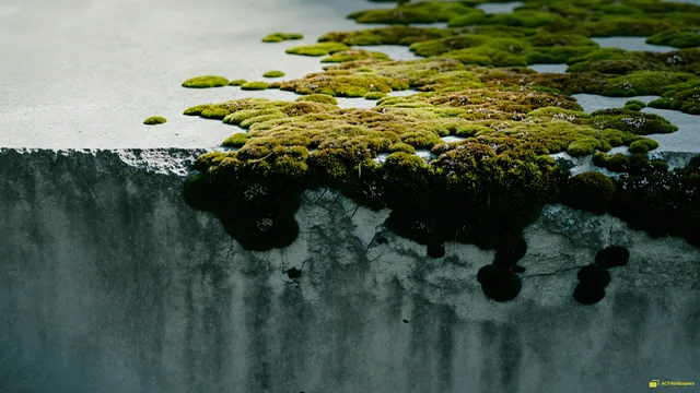 Concrete Moss Macro — Rustic concrete texture 4K wallpaper