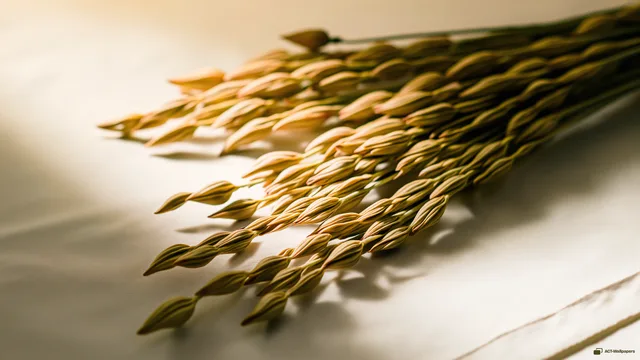 Scattered Dried Botanicals — Dried flower arrangements 4K wallpaper