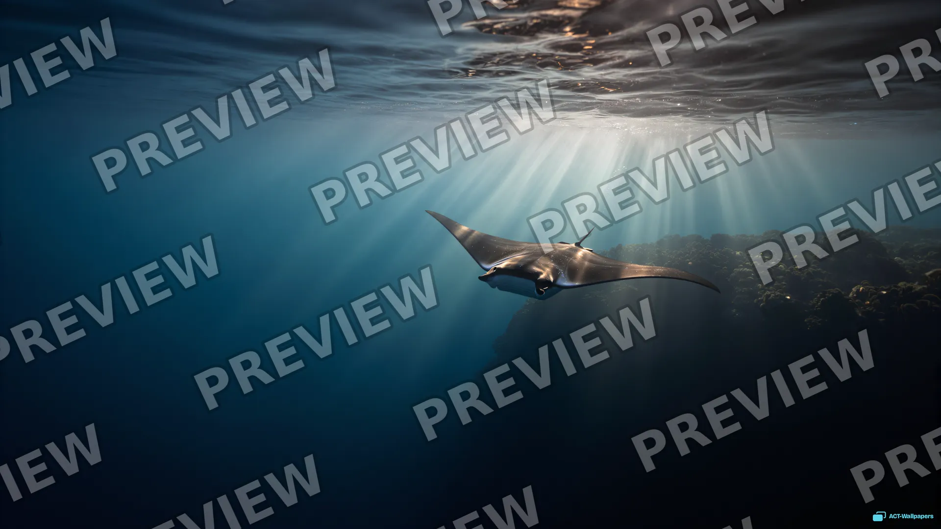 Manta in the Light Shaft — Underwater 4K wallpaper
