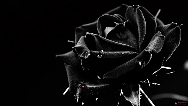 Black Rose in Void — Seasonal palette 4K wallpaper