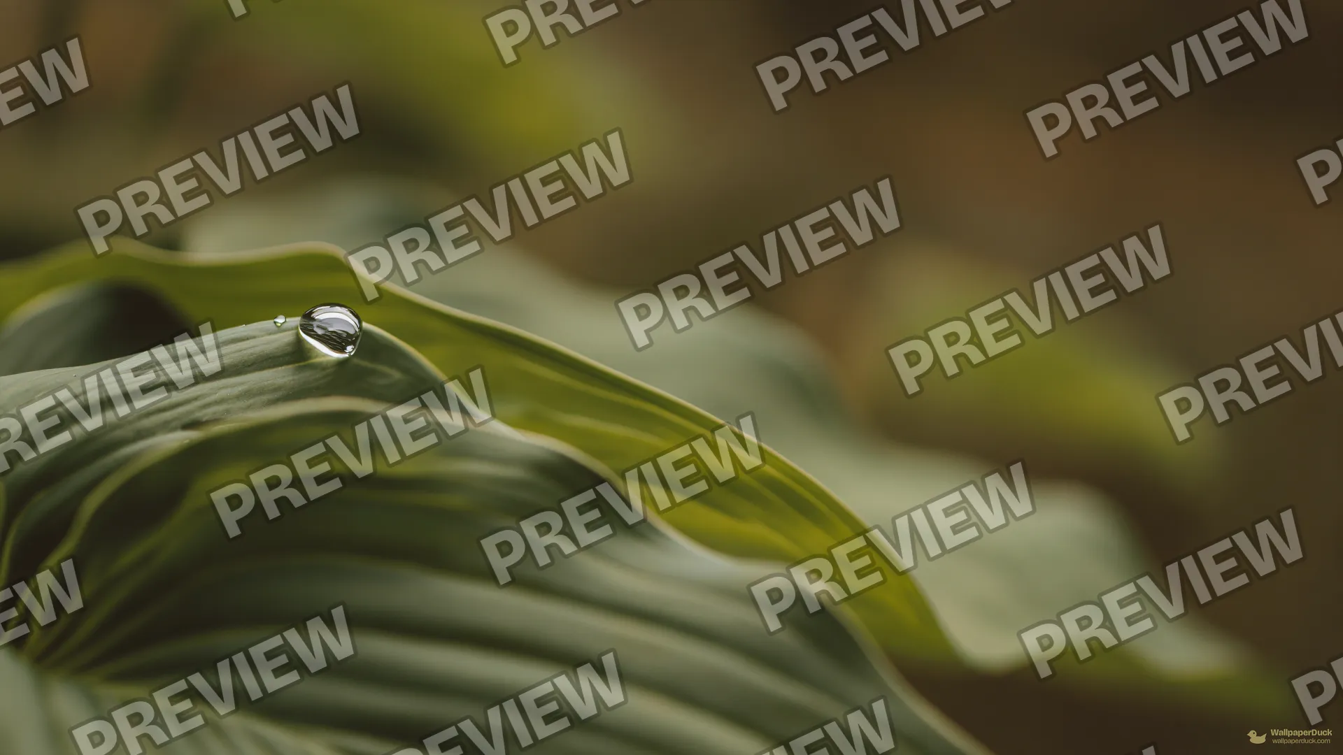 Hosta Droplet Tension — Botanical macro 4K wallpaper