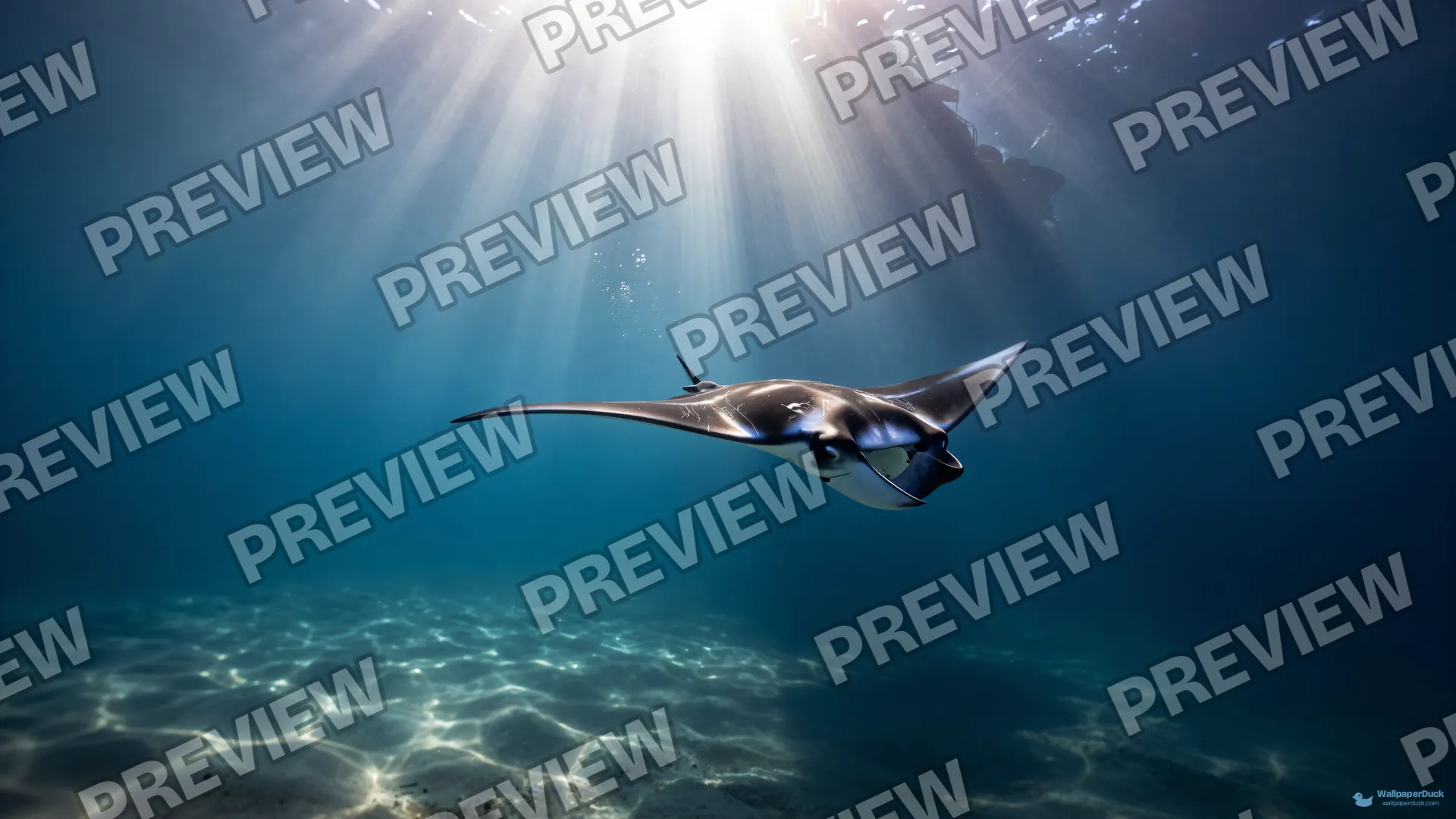 Mid-water Manta Ray — Underwater 4K wallpaper