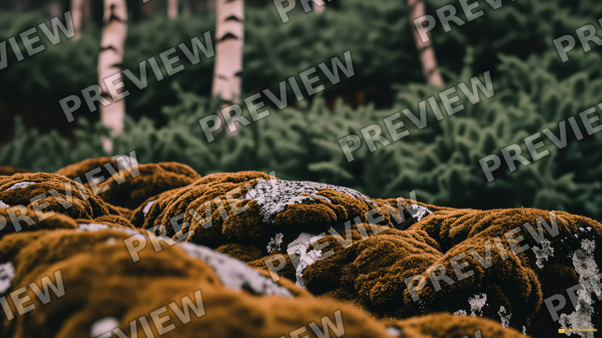 Mossy Sage Grove — Sage atmosphere 4K wallpaper